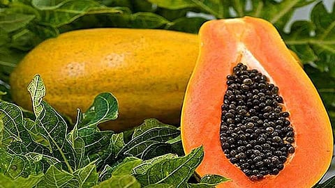papaya.jpg