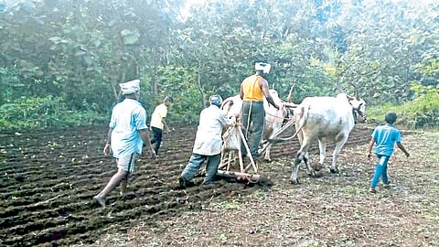 हवामान खात्याचा अंदाज, चाफळसह परिसरात रब्बीच्या पेरण्यांना वेग