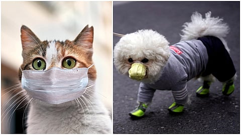 pet should keep social distance