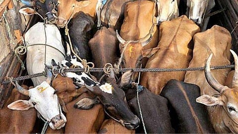 Satara Latest Marathi News