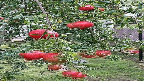 pomegranates.jpg