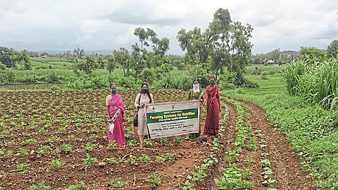 Farming at base nutritional value to 200 farming families