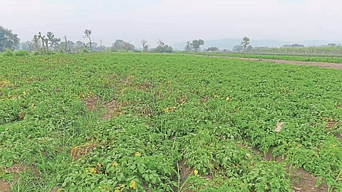 धुके, ढगाळ वातावरणामुळे पिके धोक्यात; खटाव तालुक्यातील शेतकरी चिंतेत