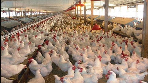 poultry farm.jpg