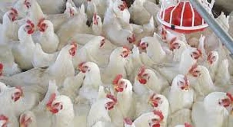 corona virus effect on poultry farm kolhapur