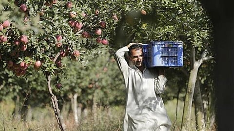 Now Jammu and Kashmir apples will be available directly in Pune