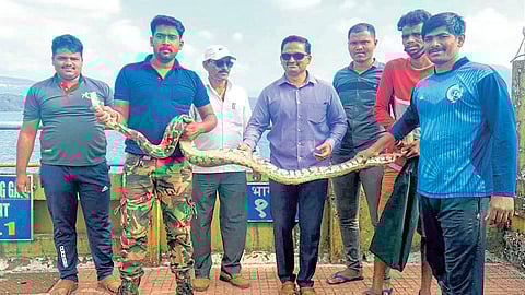 कोयना धरणावरील महाकाय अजगराचा युवकांनी वाचविला जीव