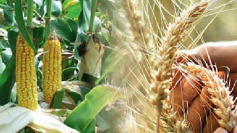 Rabi sowing for 38 per cent of the area
