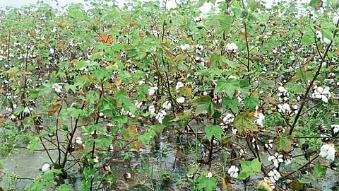 rain-cotton