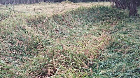 Loss of paddy crop due to return rains