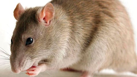 पूरग्रस्तांवर उंदीर खाण्याची वेळ