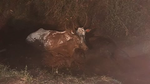 resque cow from mud