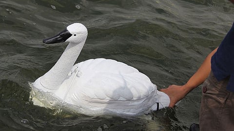 robotic-swan