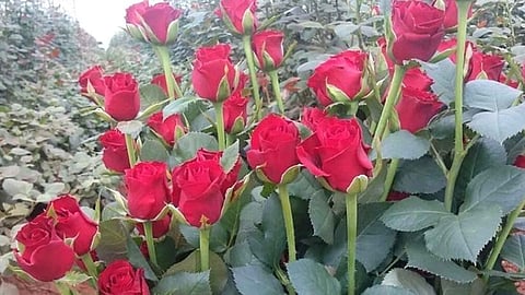 exportation of rose from kolhapur is reduced
