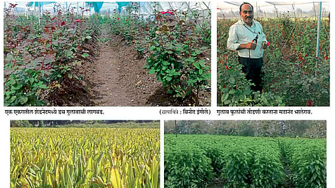 शेडनेट, रेशीमशेती, भाजीपाला लागवडीतून वाढवले उत्पन्नाचे मार्ग