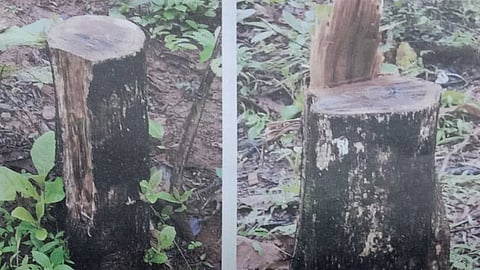 47 teak trees felled in Amboli forest reserve