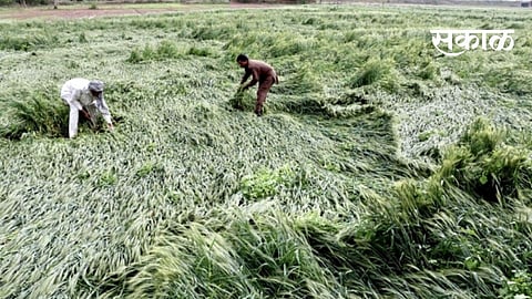Farmers are in fear of Offseason rain in Amravati