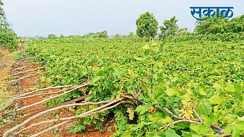 The rains destroyed four orchards; 30 lakh loss in Tasgaon taluka