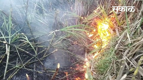 Eight acres of sugarcane fire Incidents in Bidri farmer marathi news