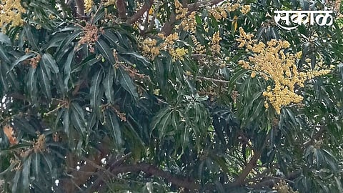 The blossoms that bloomed in the tree area began to rot