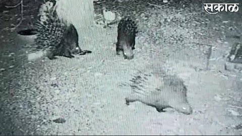 rare porcupine seen in panhala the rajachi zopadi area