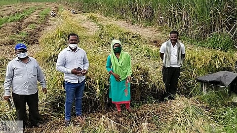 Taluka Agriculture Officer Bhagwan Mane information Punchnama on 612 hectares has been completed