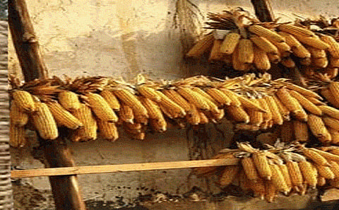 Conservation of indigenous seeds is required