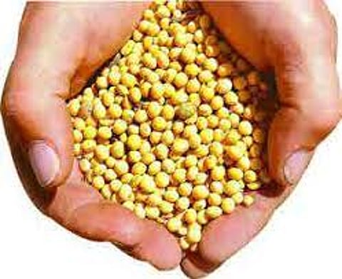 seeds.jpg