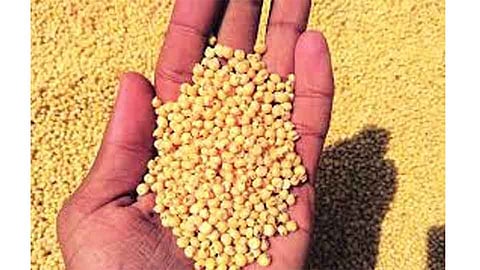 Shaluchi Bhakri  becomes expensive