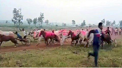 race of ox restricted but in ichalkaranji night races are organised in ichalkaranji kolhapur
