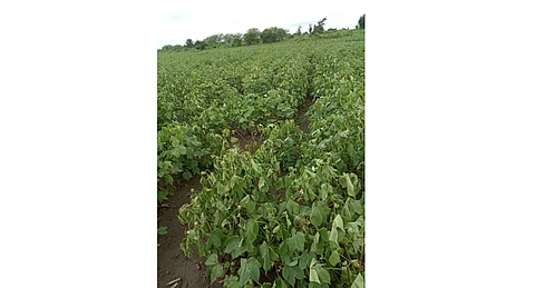 disease on crops in Nagpur district due to heavy rain