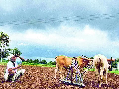 पावसाअभावी खरिपात निम्याने घट