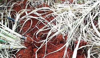 shirala sugar farm.jpg