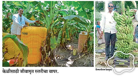 जमिनीची सुपीकता वाढवून केळीची उत्तम शेती