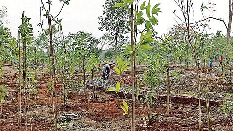स्मृती उद्यानाकरिता पालिकेकडे ६५० अर्ज दाखल