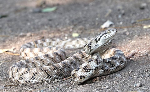 खानदेशात प्रथमच फोस्टनन मांजऱ्या सापाची नोंद !