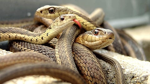 fifteen snake in a single hole