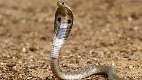 Satara Latest Marathi News