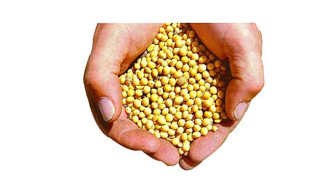Soybean Prices Fall By Rs 700 Kolhapur Marathi News