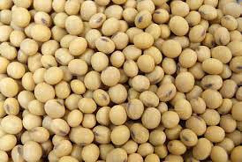 soyabean
