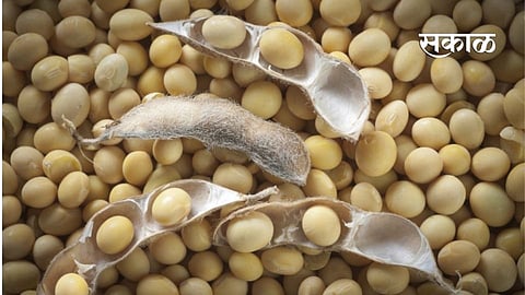 soybean.