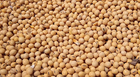 Shortage of soybean seeds during kharif season