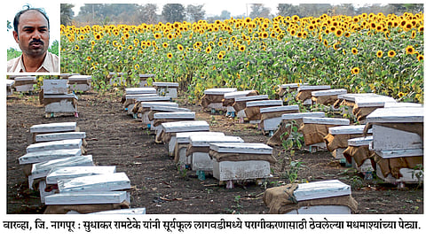 शेतीला दिली मधमाशीपालनाची जोड