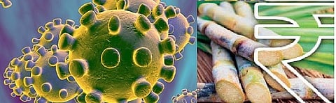 The international crisis before the sugar industry