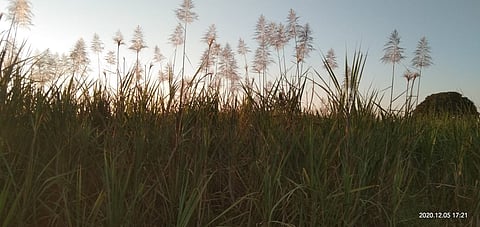 Sugarcane