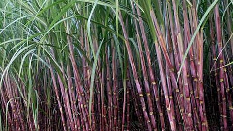 Sugarcane