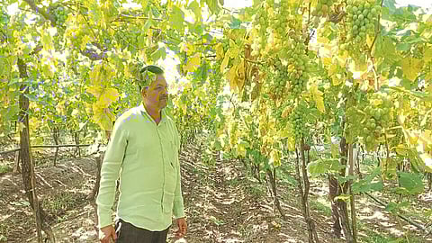three acres of grape yard damaged due to pesticides nashik marathi news