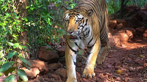 Cannibal tiger still not found in rajura of chandrapur