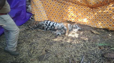 dead tiger found in sindewahi of chandrapur