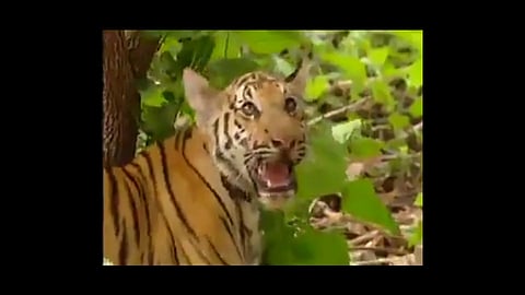 monkey slept tiger old video goes viral susanta nanda ifs twitted video